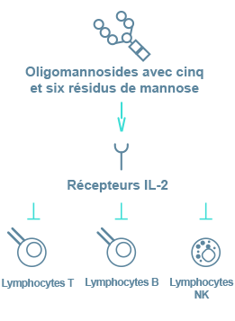 Immunodeficiency in Alpha-Mannosidosis
